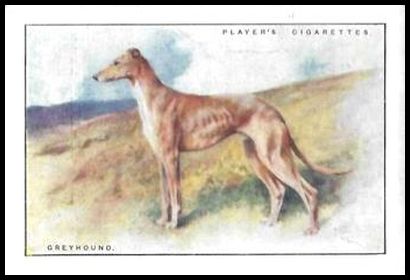 4 Greyhound